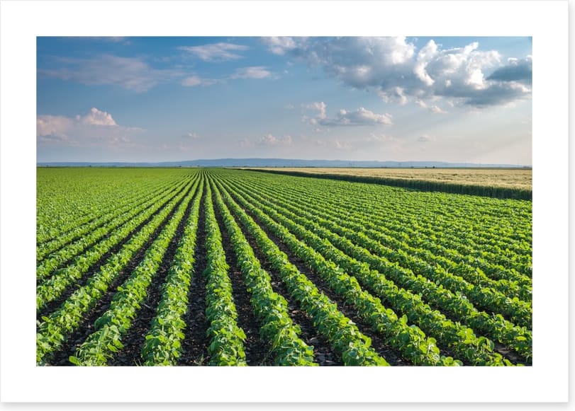 Agriculture