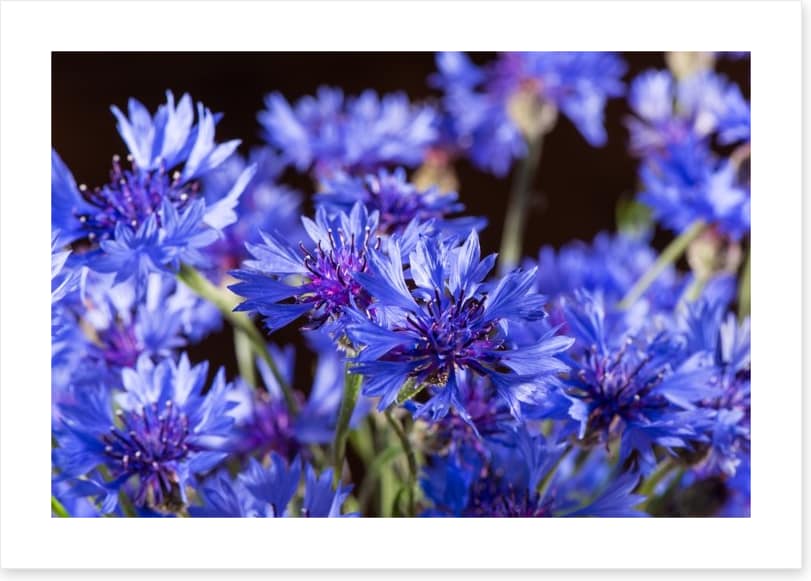 Cornflower blossom