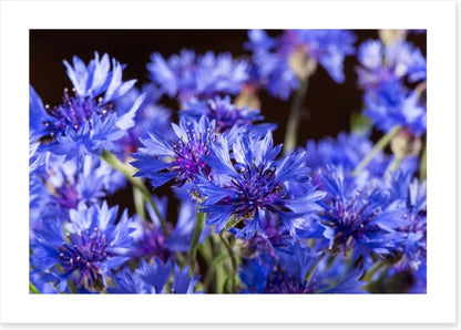 Cornflower blossom