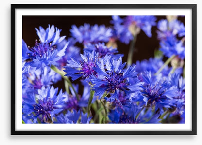 Cornflower blossom