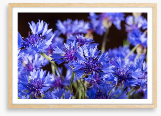 Cornflower blossom