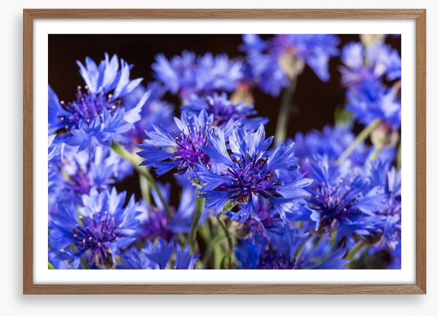 Cornflower blossom