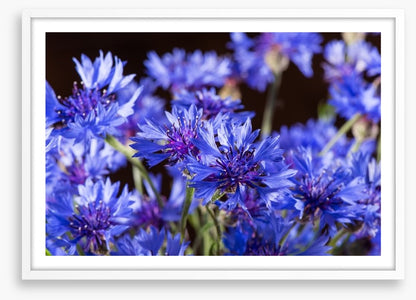 Cornflower blossom