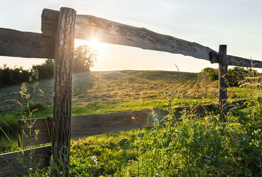 Through the fence