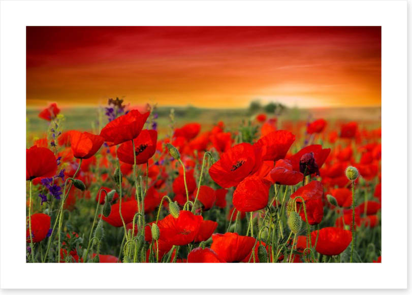 Scarlet red poppy field