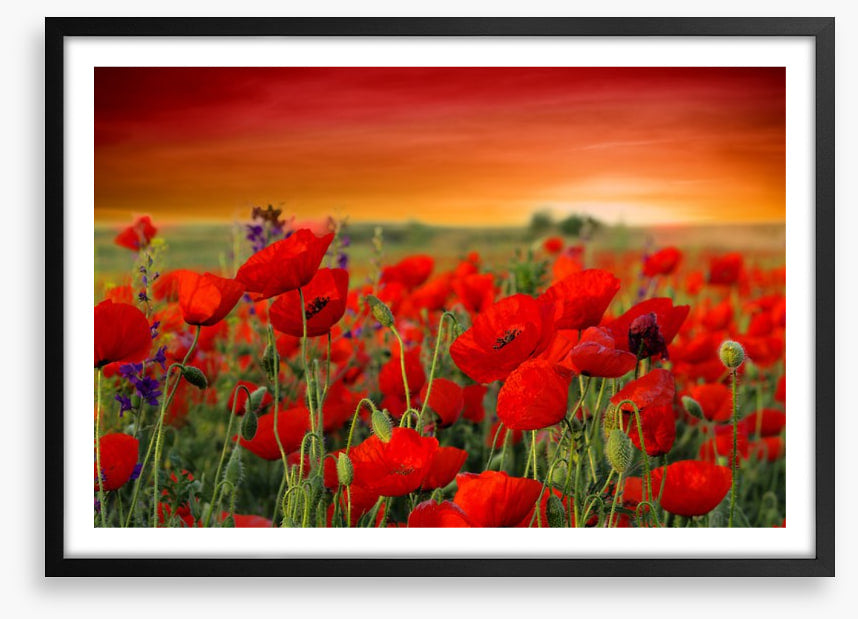 Scarlet red poppy field
