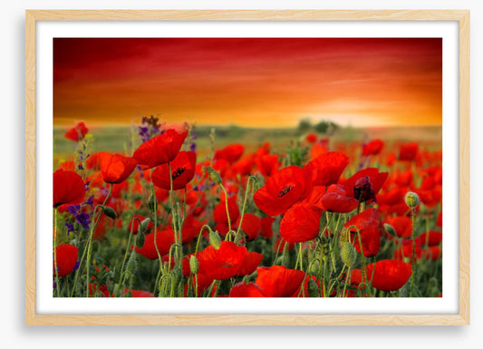 Scarlet red poppy field