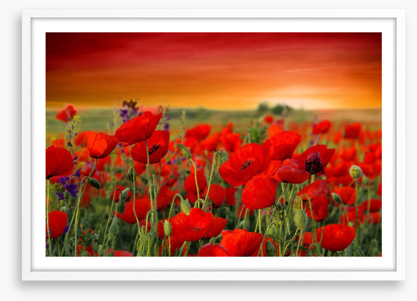 Scarlet red poppy field
