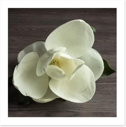 White magnolia