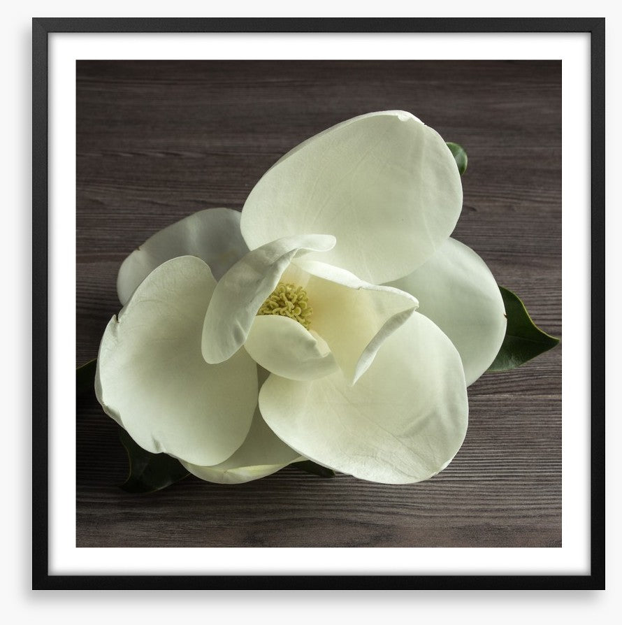 White magnolia