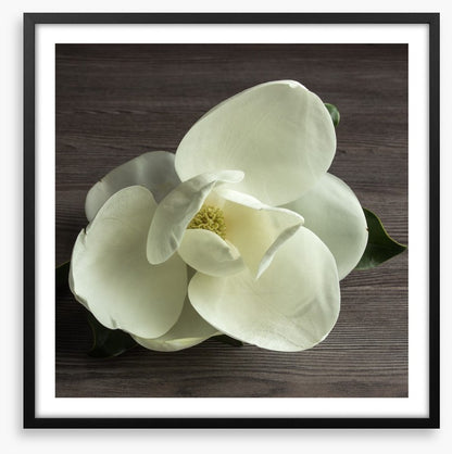White magnolia