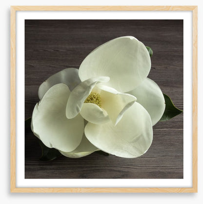 White magnolia