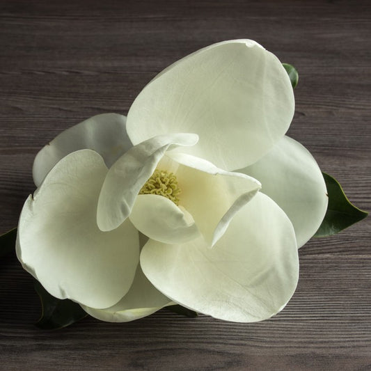 White magnolia