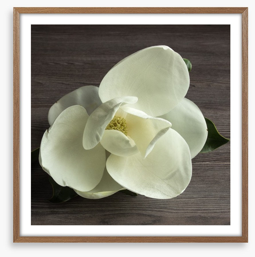 White magnolia