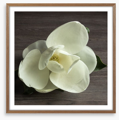White magnolia