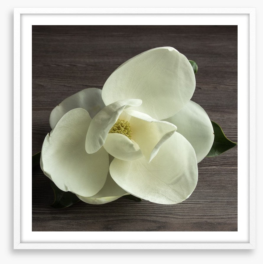 White magnolia