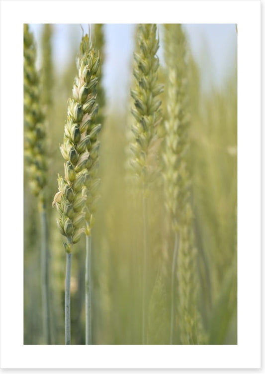 Agriculture
