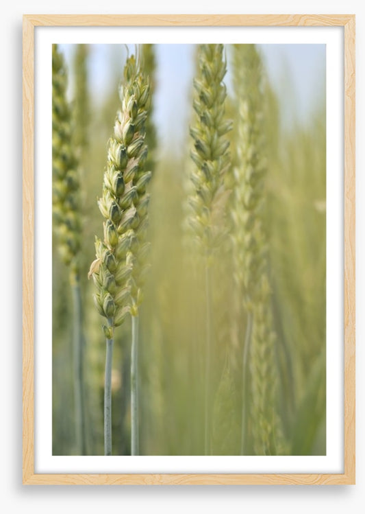 Agriculture