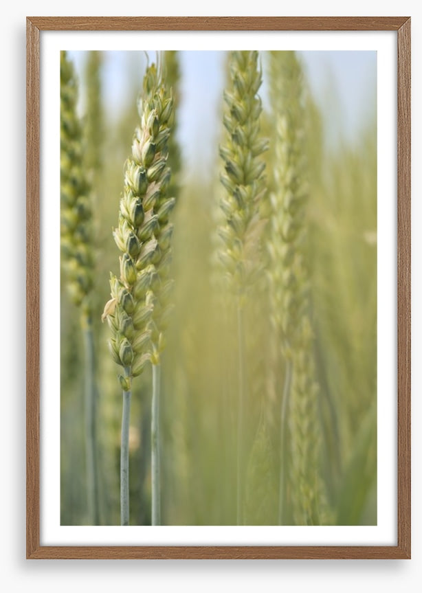 Agriculture