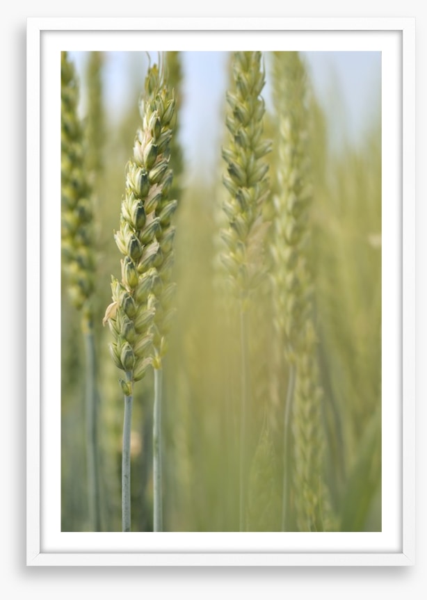 Agriculture