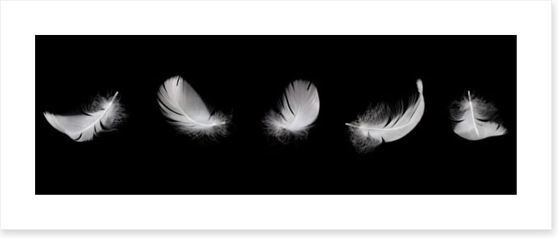 Five feathers