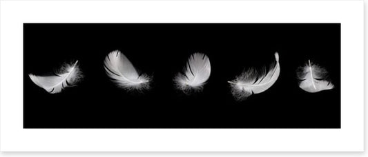 Five feathers