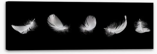 Five feathers