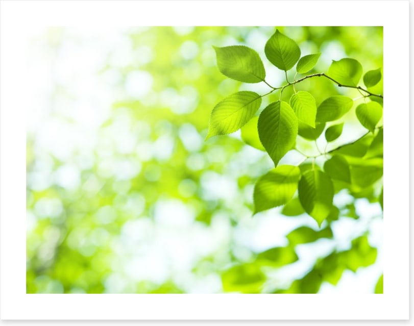 Viridian sunlight