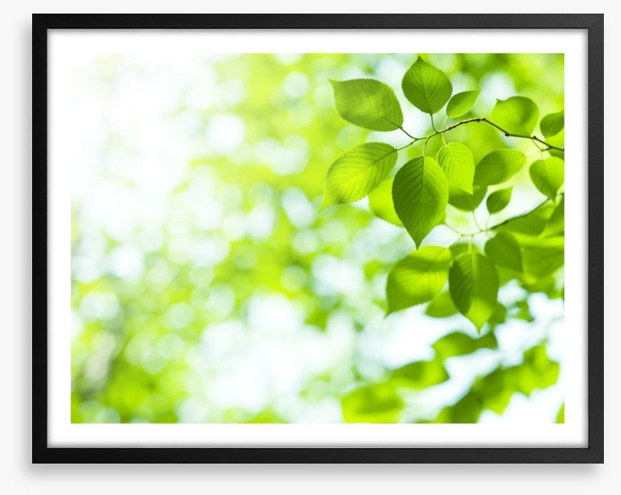 Viridian sunlight