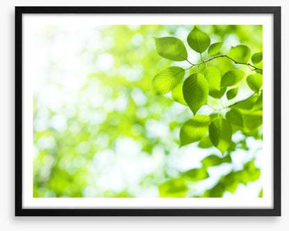 Viridian sunlight