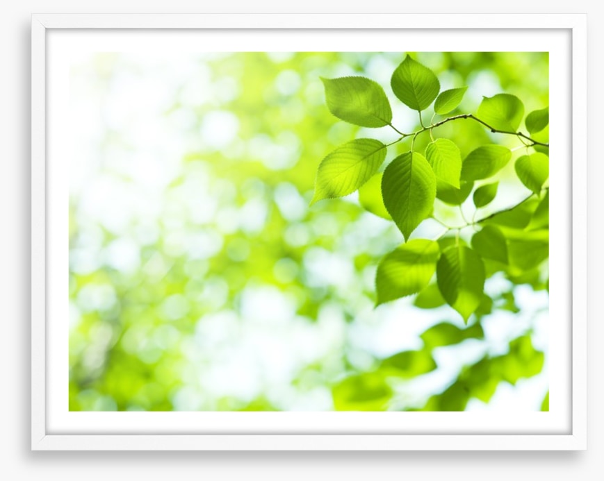 Viridian sunlight