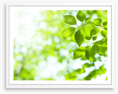 Viridian sunlight