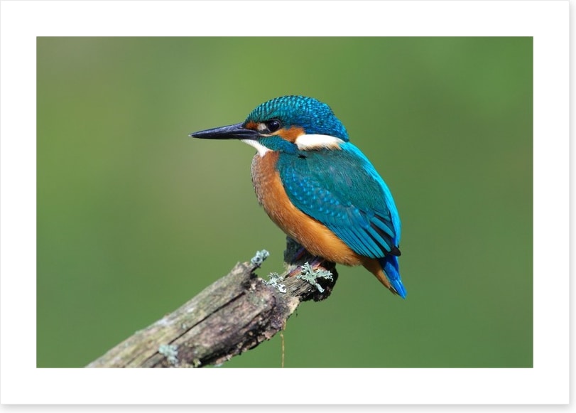 Beautiful blue Kingfisher