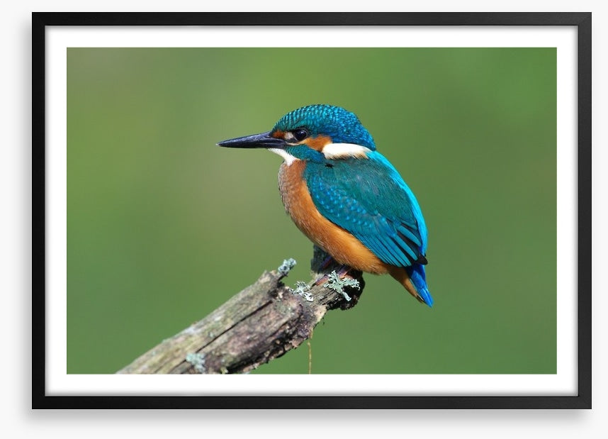 Beautiful blue Kingfisher