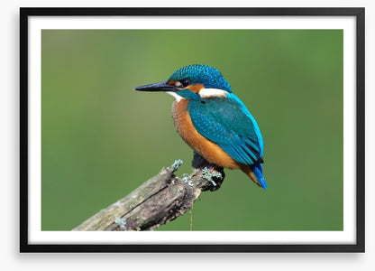 Beautiful blue Kingfisher