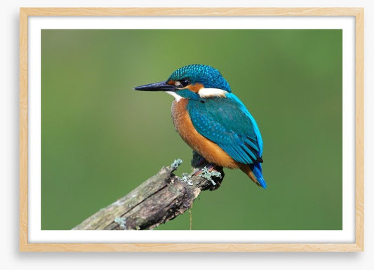 Beautiful blue Kingfisher