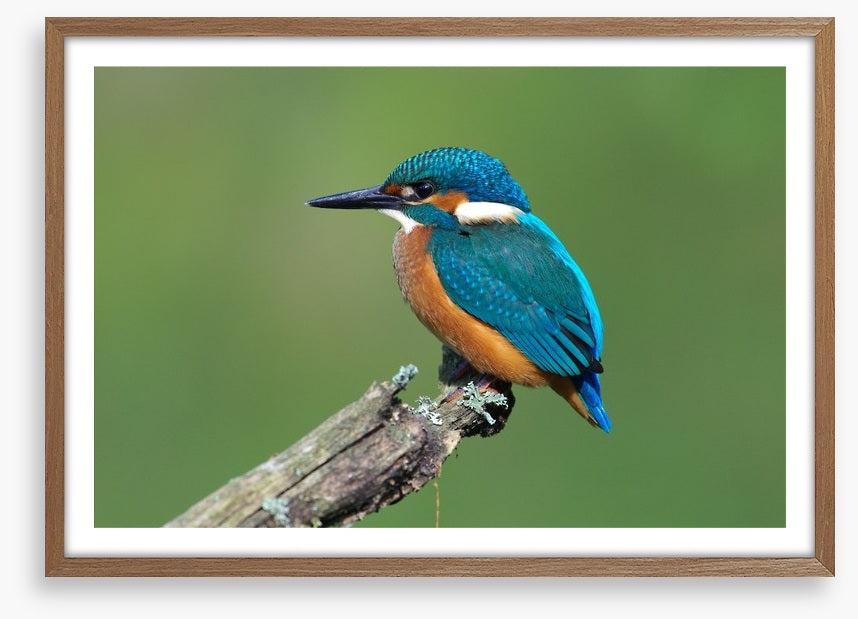 Beautiful blue Kingfisher