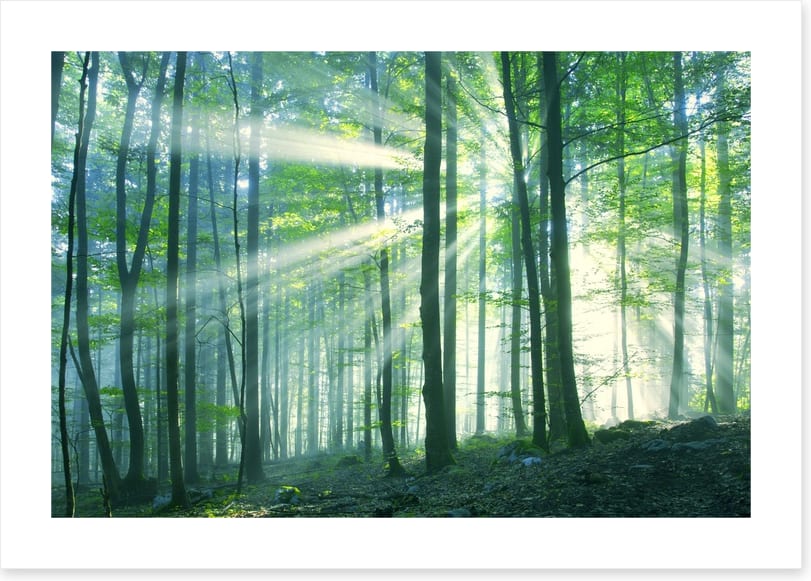 Green leaf light