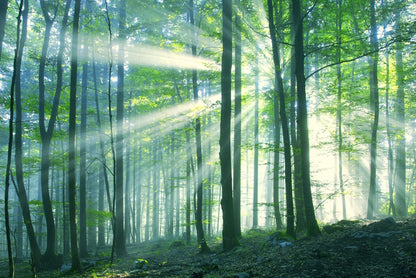 Green leaf light