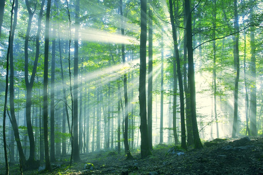 Green leaf light