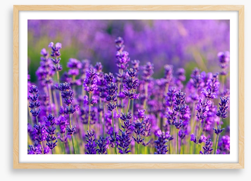Vibrant lavender field