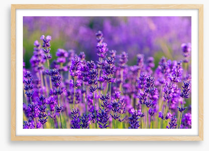 Vibrant lavender field