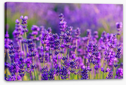 Vibrant lavender field