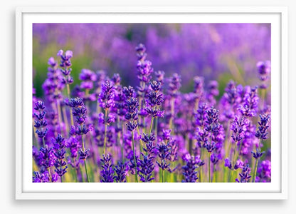 Vibrant lavender field