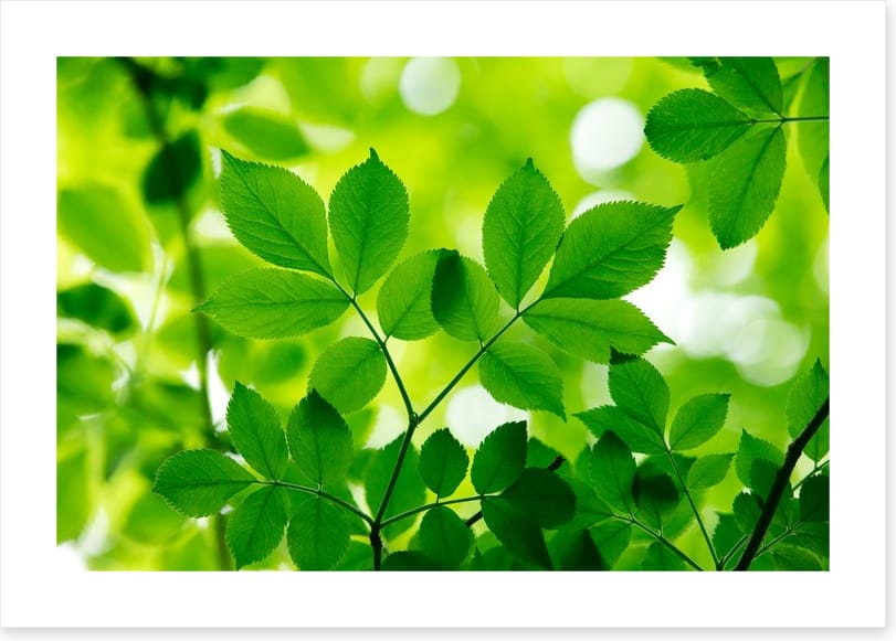 Spring leaves macro