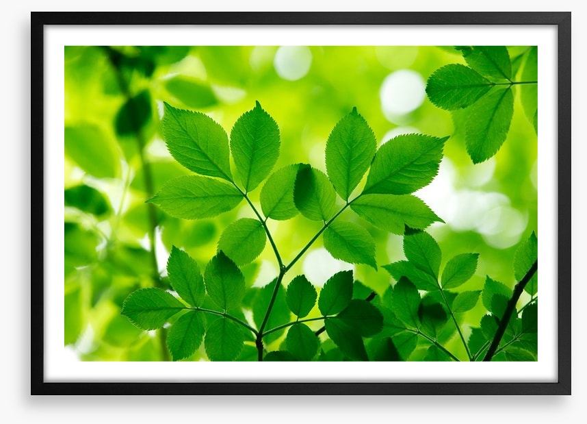 Spring leaves macro