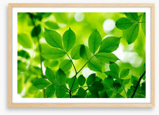 Spring leaves macro