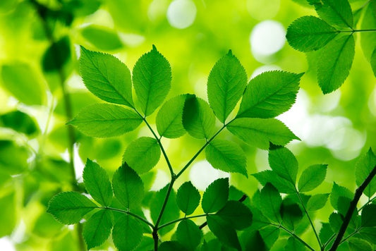 Spring leaves macro