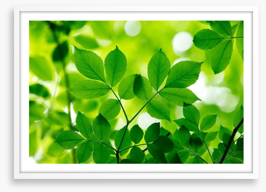 Spring leaves macro