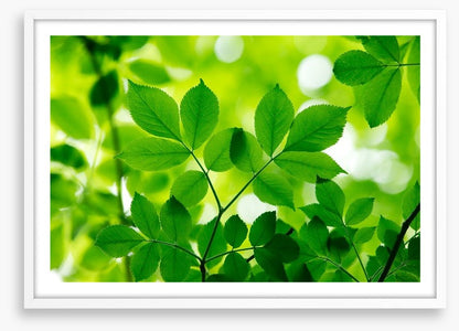 Spring leaves macro